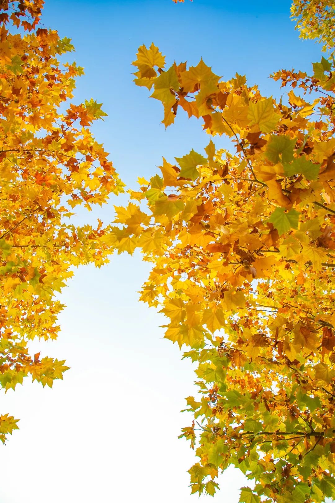 童话小镇在哪里,山东梦幻童话小镇在哪里