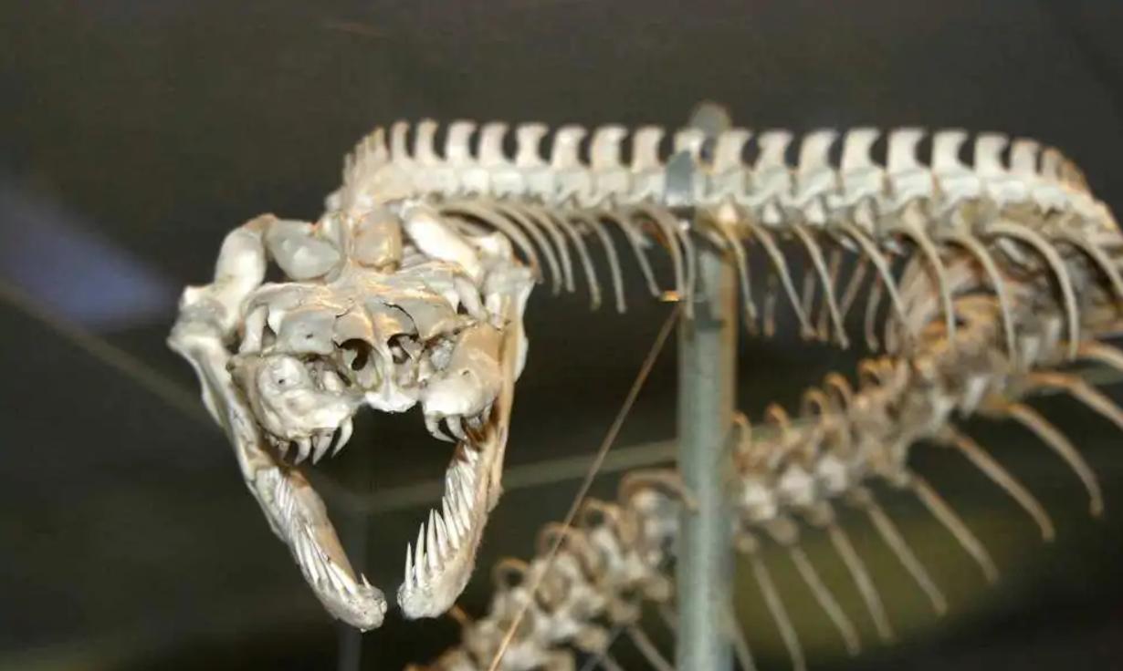 蛇会报复和记仇吗,没打过蛇的人遇见蛇蛇会追吗