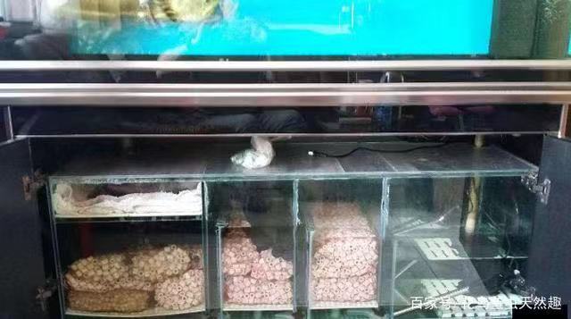 养鱼张哥最新视频,鱼缸怎么养锦鲤鱼最好