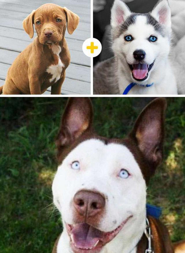 比柯基短腿好看的狗,和柯基杂交的狗狗都是小短腿吗