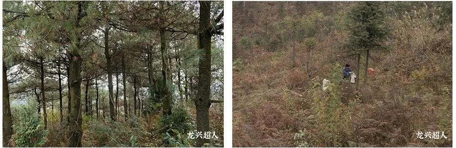 贵州的道地药材天麻,天麻属于哪里的道地药材