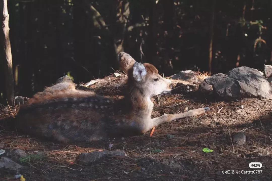 有着双重人生的小城青田，你对它的实力一无所知