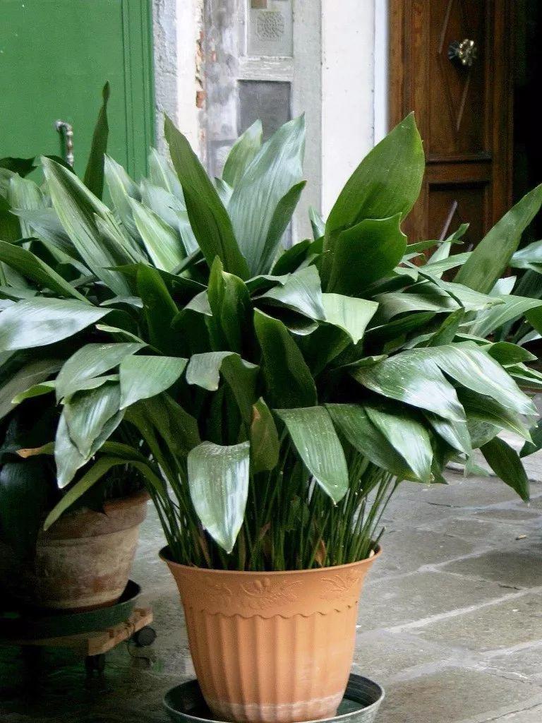 厕所除臭净化空气的花,厕所除臭花