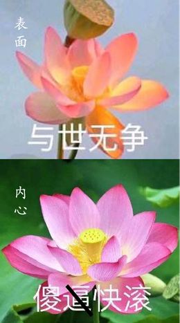 成语表情包照片,成语表情包动态图片