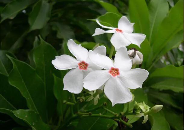 海边的芒果,海南芒果金煌芒芒果花