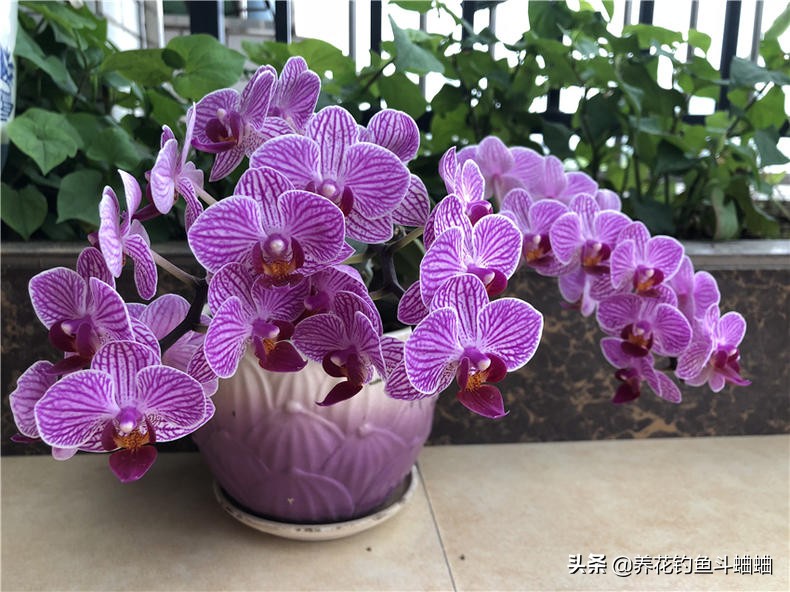 蝴蝶兰开完就扔了怎么办,蝴蝶兰怎么养才能变多盆