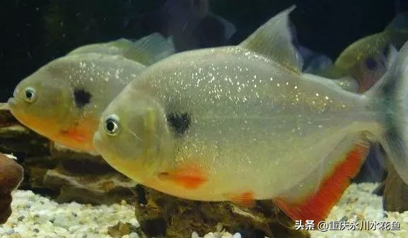 十大最好看的观赏鱼,观赏鱼100种形态