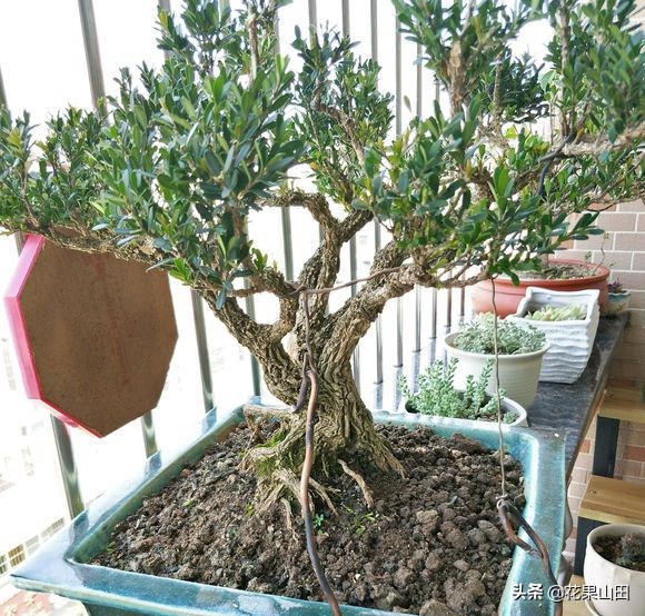 黄杨盆景的蚯蚓怎么消灭,黄杨盆景花盆里有很小的虫子