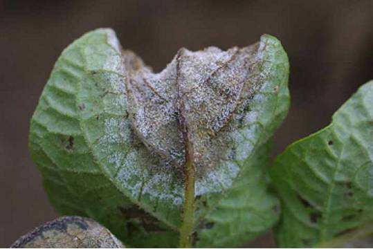 马铃薯晚疫病怎么防治,烟叶马铃薯晚疫病的综合防治方法