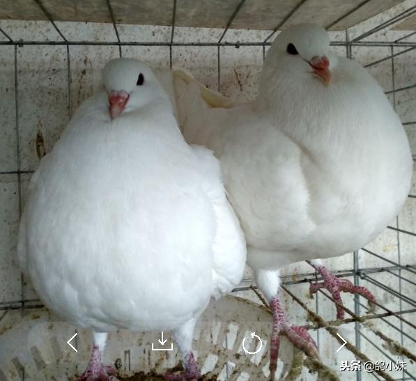 养鸽技巧分享大全,幼鸽子的正确养鸽方法