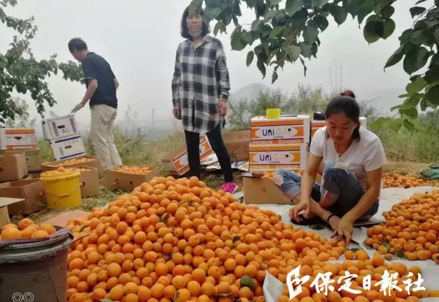 山间铃响马帮来歌词,山间铃响马帮来原唱