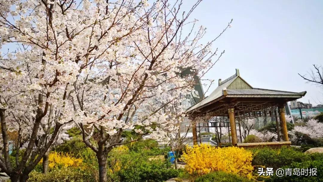 山东问政世博园问题,青岛世博园最失败投资