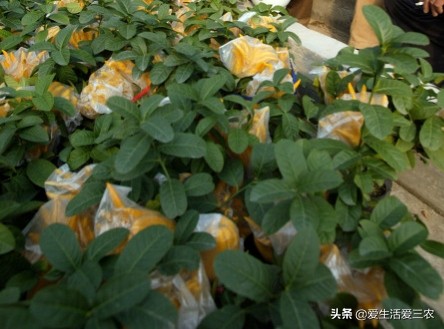 佛手柑种植新政策,佛手柑一亩种植成本