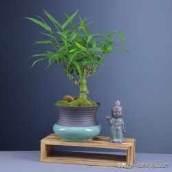 红观音竹盆景的养殖方法,观音竹的养殖窍门是什么