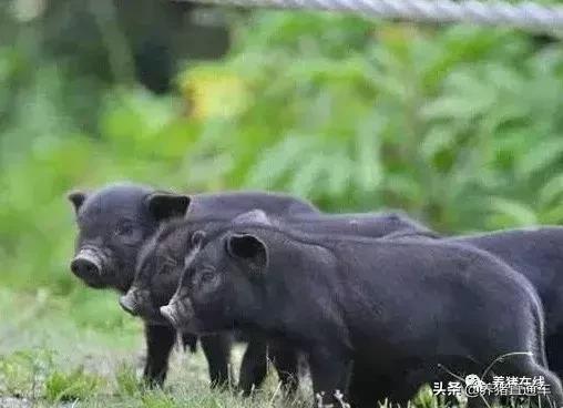 国内生猪品种大全,中国17个生猪品种