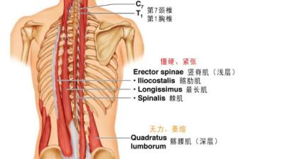 腰椎无法弯曲最好的恢复方法,腰椎弯曲度不够怎么治疗