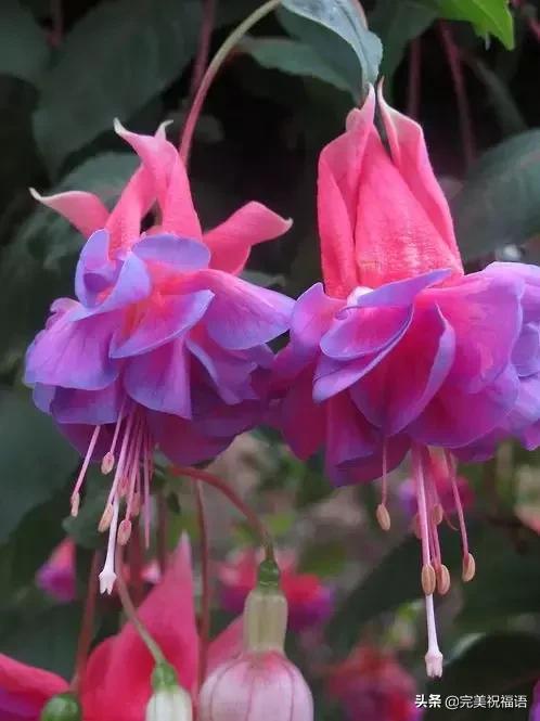 除夕快乐,第一个祝福送给你!愿你新的一年,美满幸福吉祥如意