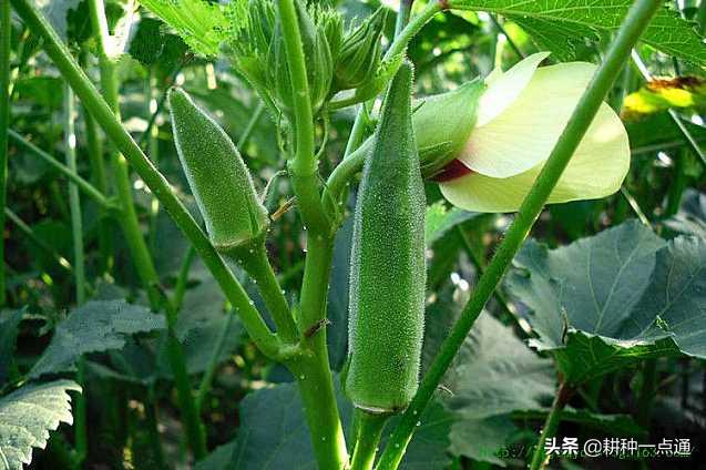 黄秋葵主要虫害有哪些,黄秋葵病害图片大全