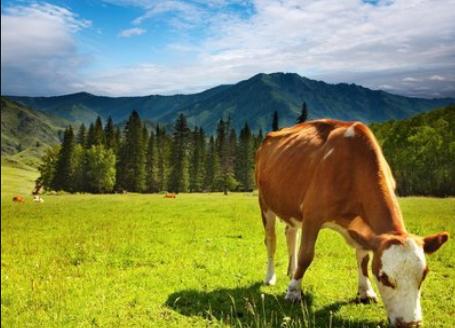 牛误食打了农达的草怎么办,牛吃了打过除草药的草怎么办