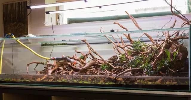 本色水景水草造景培训,本色水景水草培训