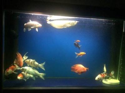 天热养观赏鱼需注意什么,夏季养观赏鱼注意什么