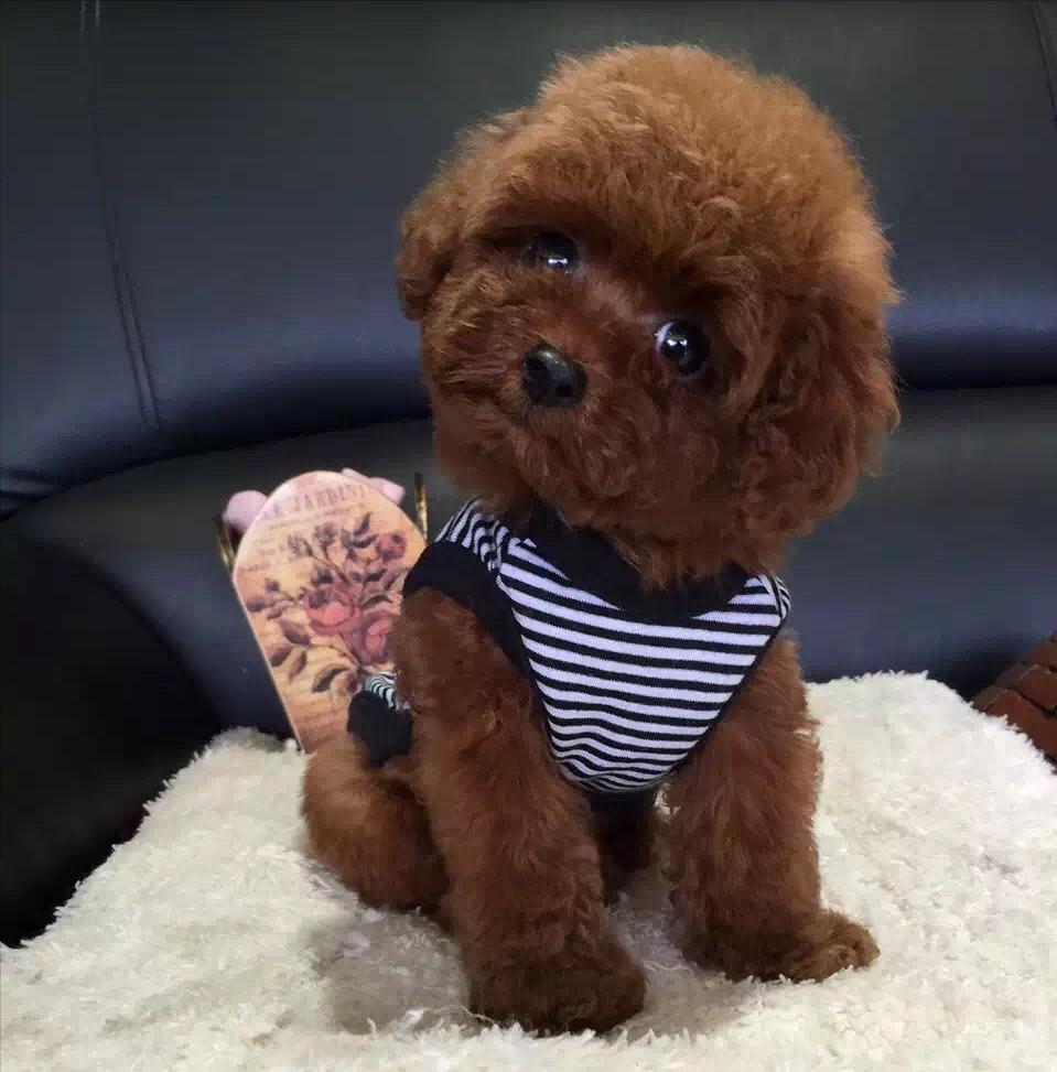 新手养灰泰迪的十大禁忌,泰迪适合新手养吗