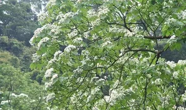 桐油跟水性油漆有什么区别,土漆和桐油的区别