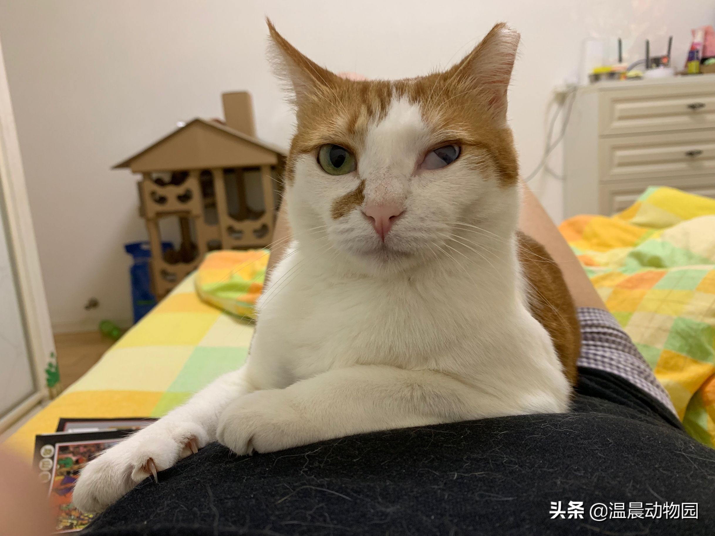 猫咪不让同类靠近,猫咪不让亲近是什么意思
