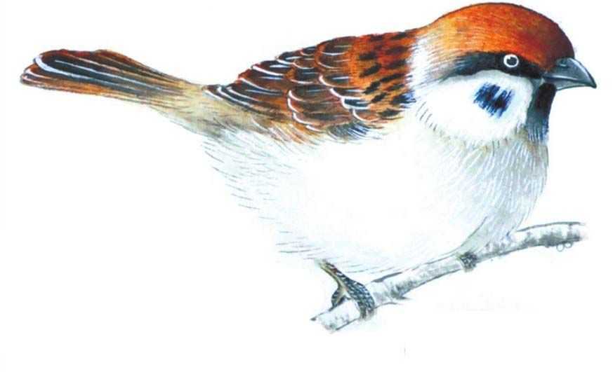 禽鸟工笔画法：分步骤讲解麻雀白描的设色技法，简单易学，收藏