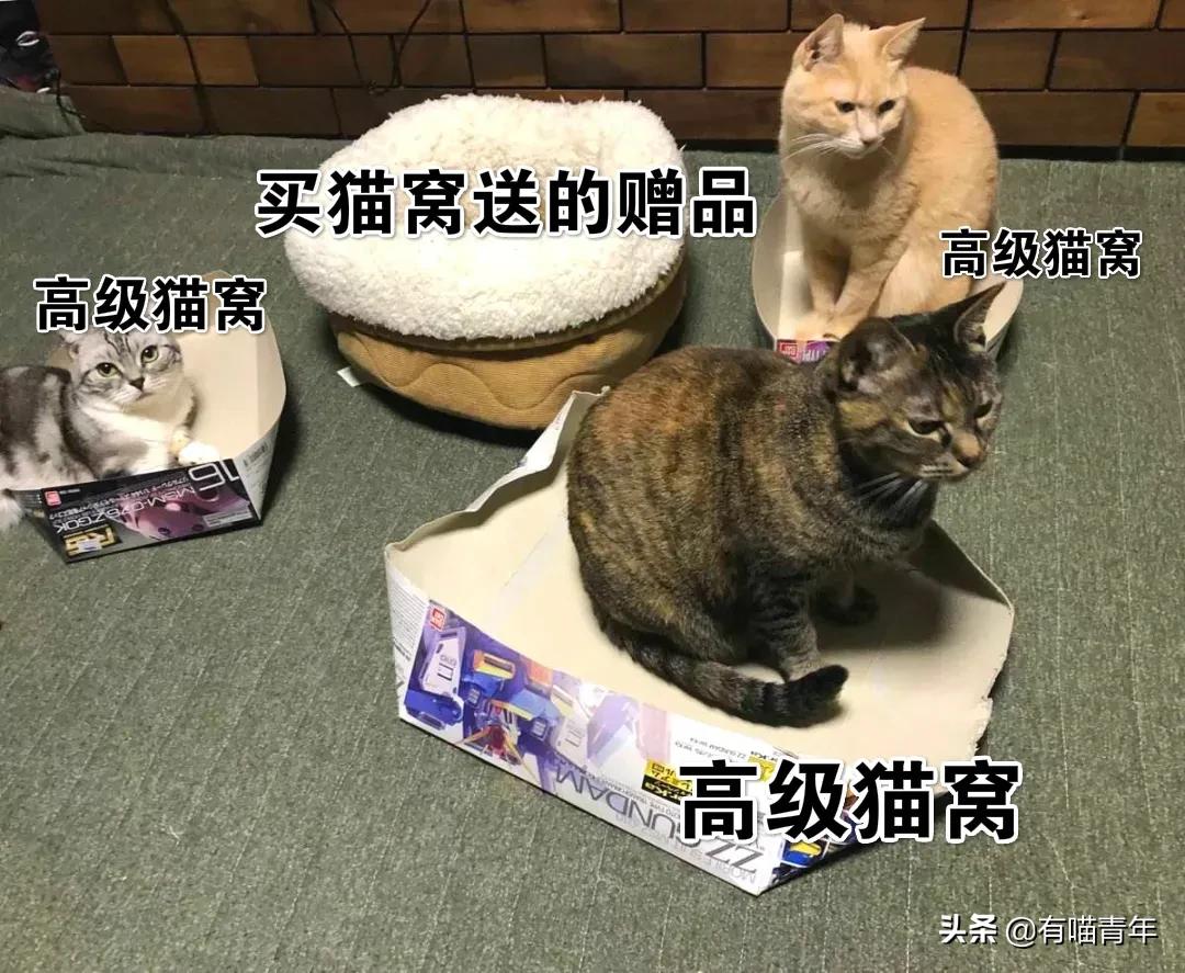 我给猫花的冤枉钱，能在广州买一套房