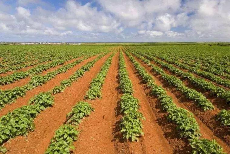 1亩地收入多少钱,1亩地怎么赚钱