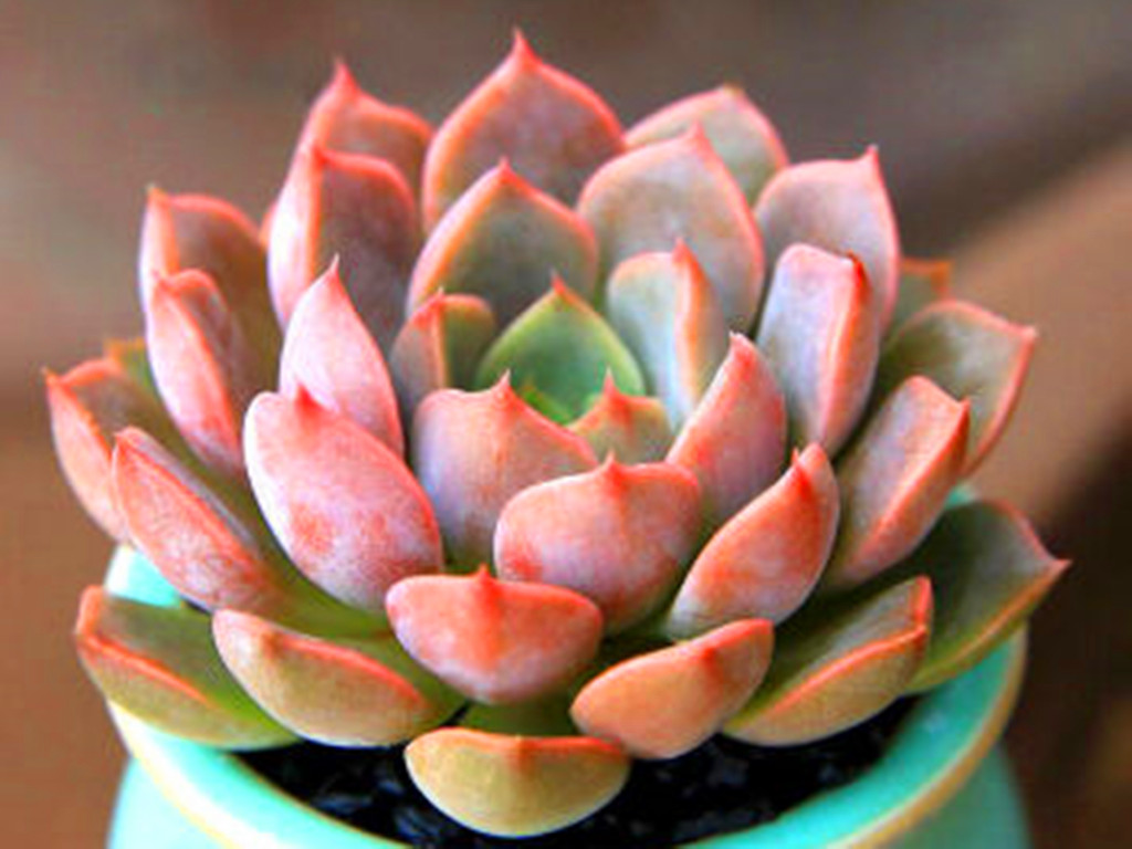 多肉怎么养着就变绿色了,多肉为何从红变绿了