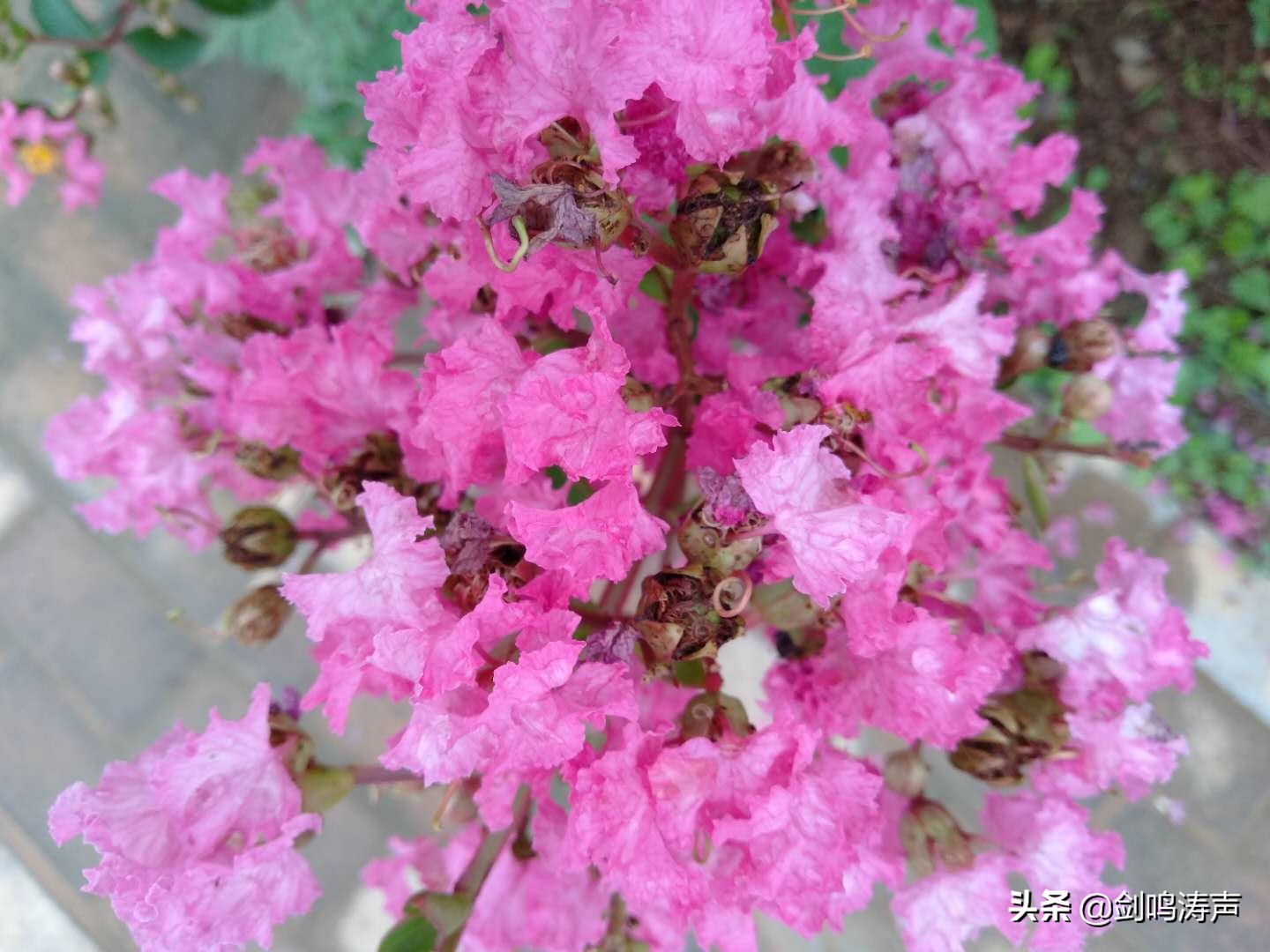 美如锦，灿若霞——记新安县紫苑小学音乐教师张若霞