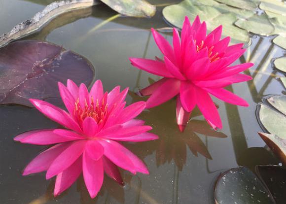 碗莲花的栽培方法图解大全,碗莲种子和普通莲花种子什么不同