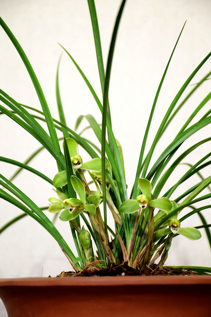 兰花品种蓝凤凰,兰花品种大将军