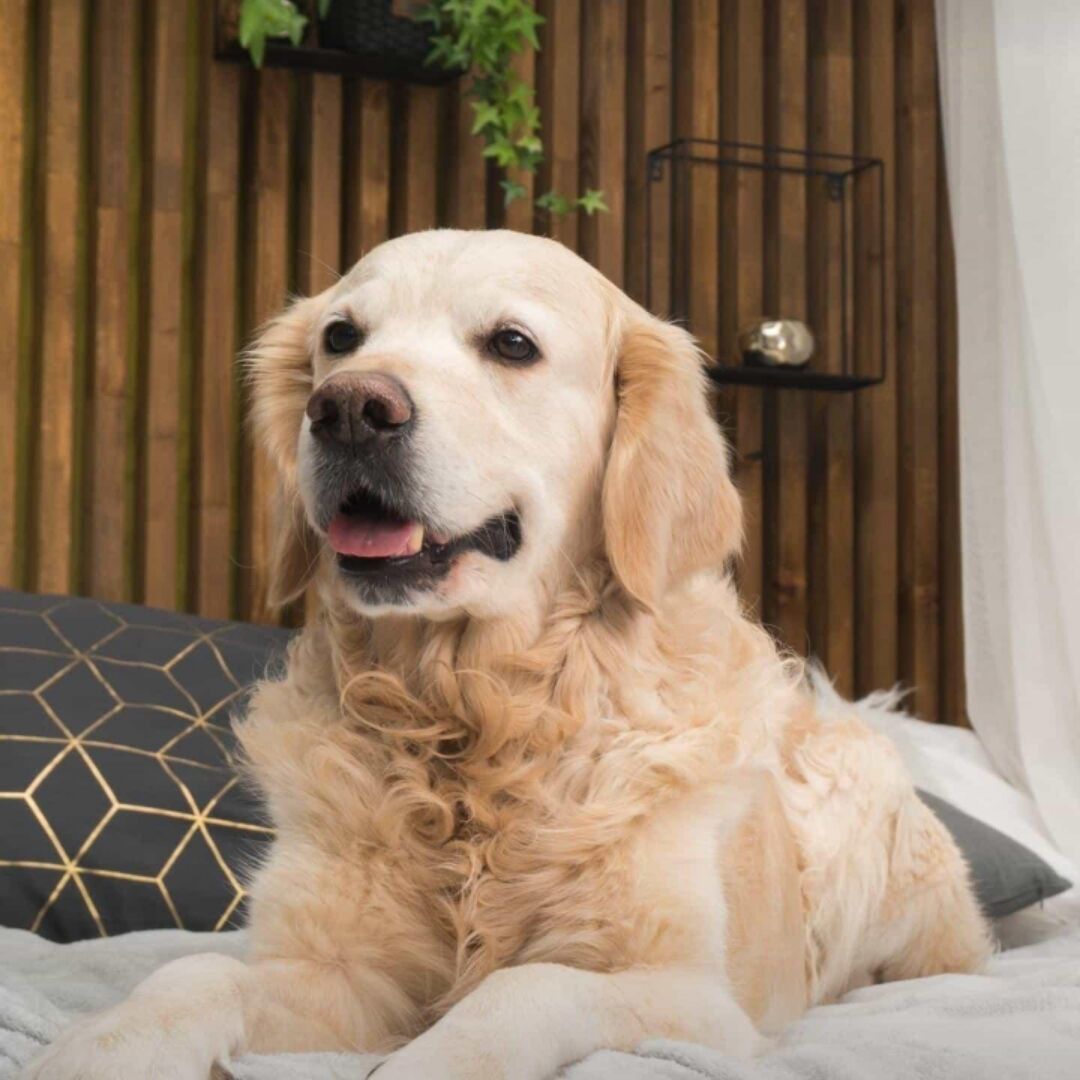 纯爱帝王,纯爱帝王系列