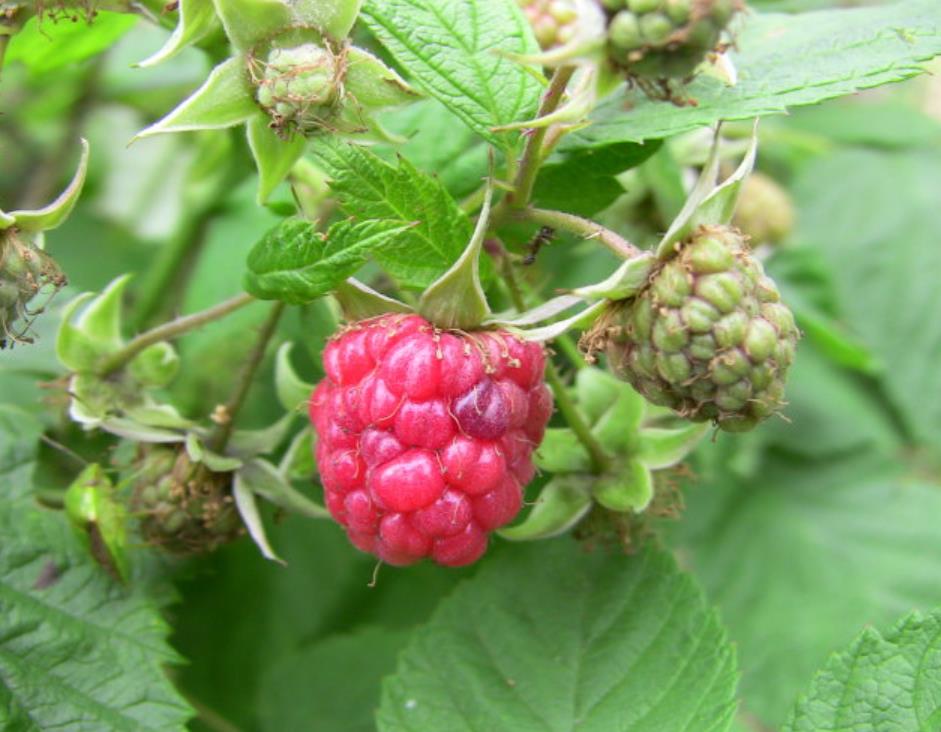 荒地野果,野果子白色山莓