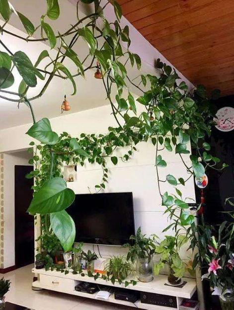 绿萝叶子为什么会蔫,绿萝叶子变枯萎