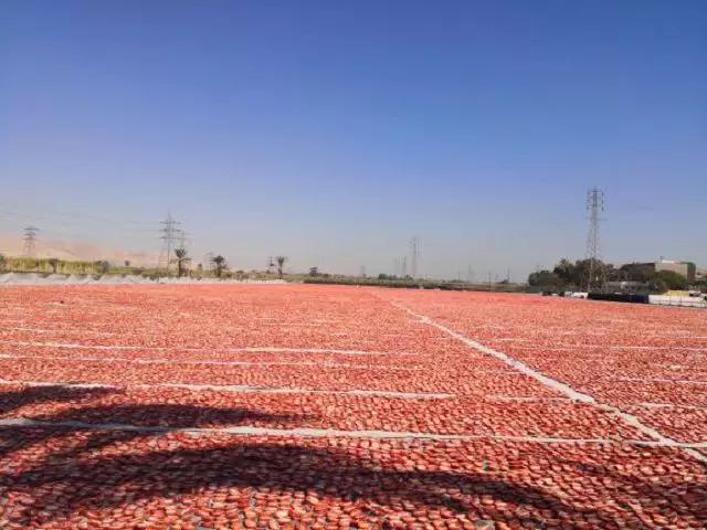 走进一带一路，实现优势互补，赴埃及种植业考察见闻