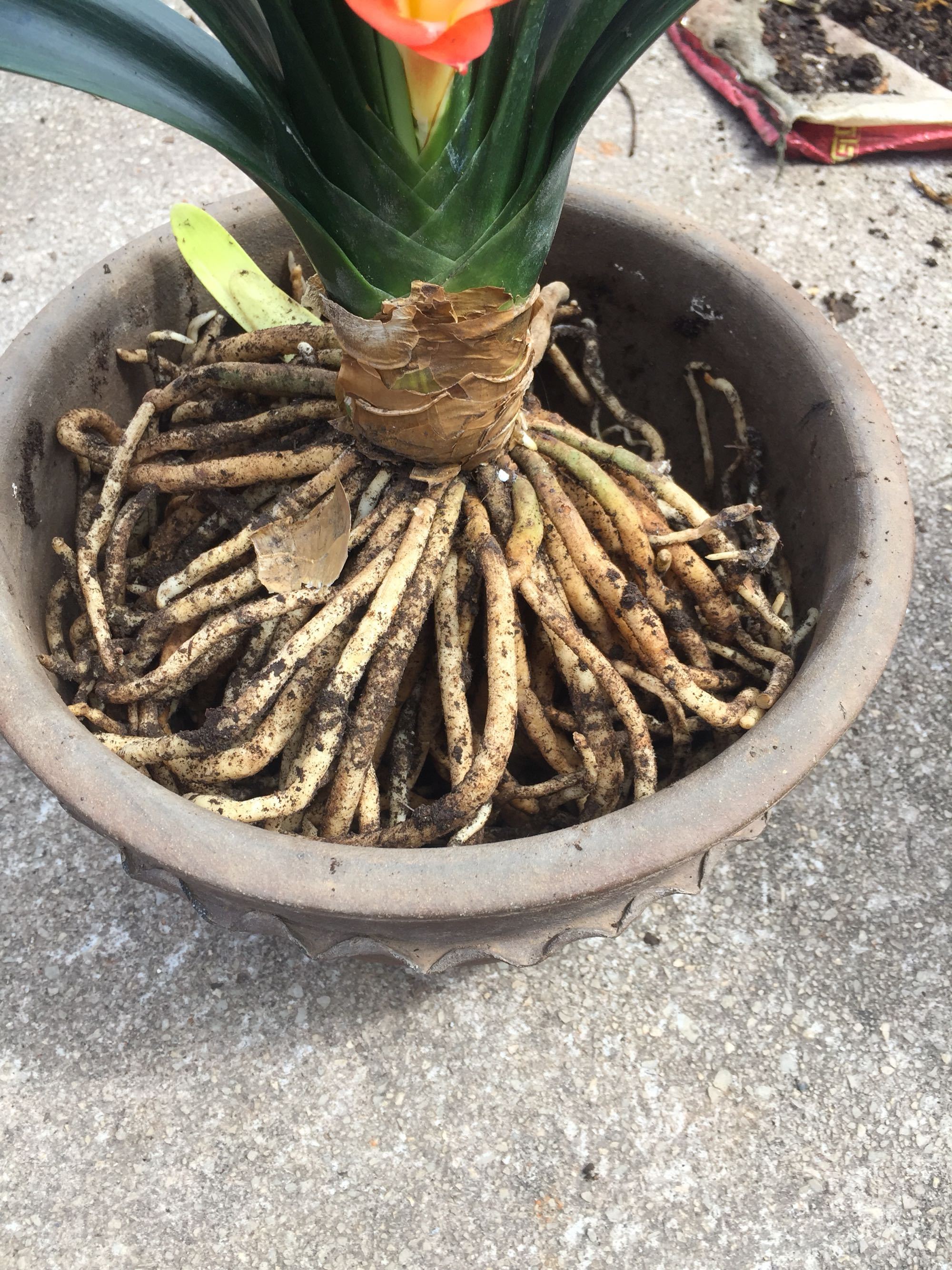 君子兰换盆要不要把老土全部换掉,老花匠给君子兰换盆的口诀