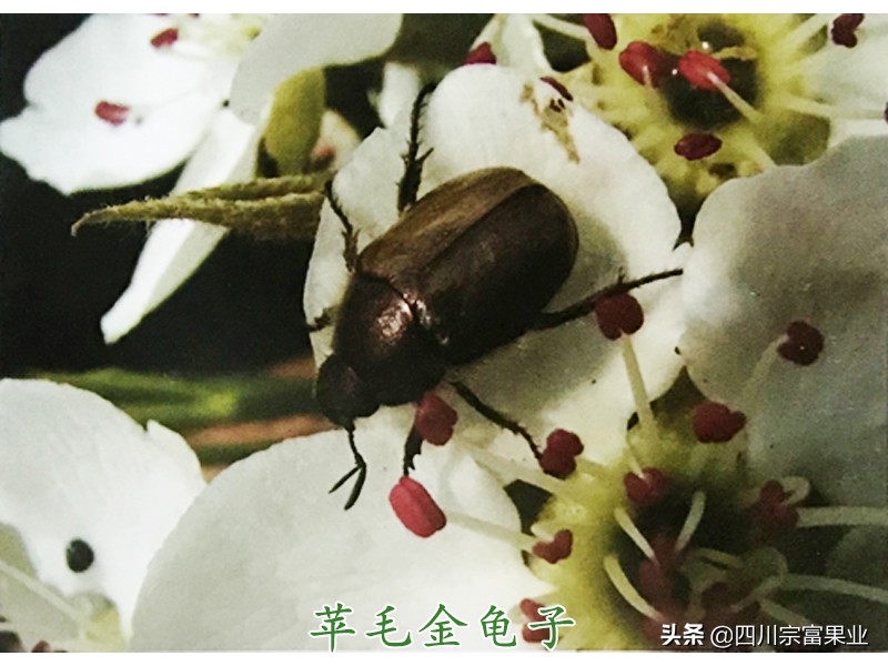 梨子上的金龟子,梨树食心虫钻进果树里怎么防治