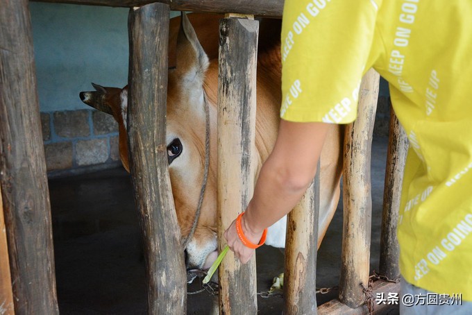 这个夏日，看这个美女如何在浙江乌村的第一百种玩法