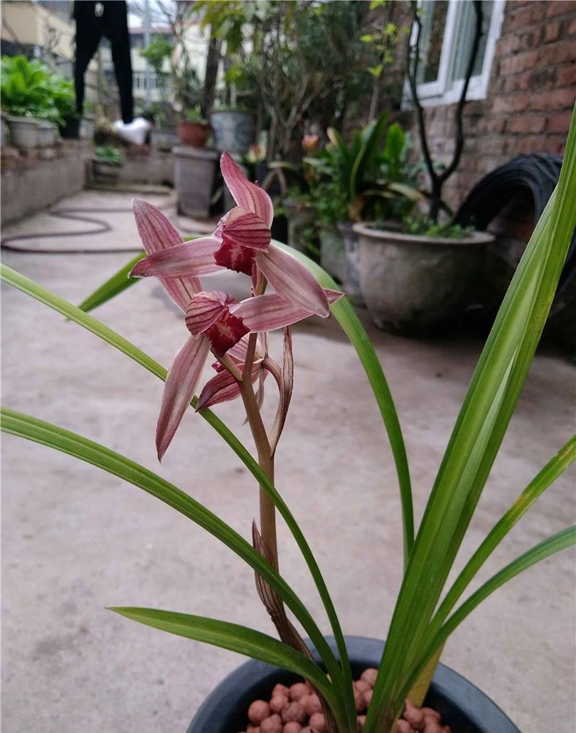 北方五月兰花管理,北京养兰花注意什么事项