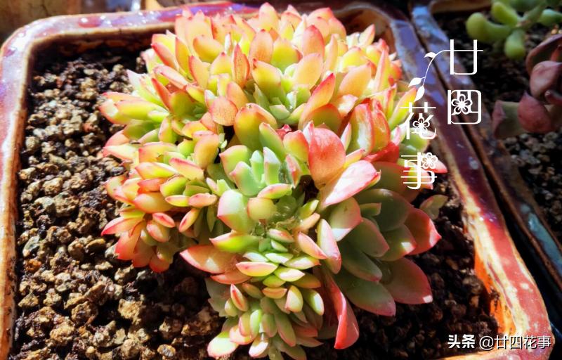 多肉植物如何上色更快呢,多肉植物不上色