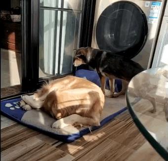 狗狗被丢弃后会记恨主人吗,狗狗被弃养了它自己知道吗