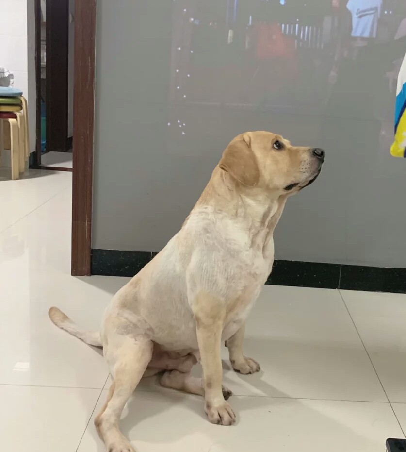 狗狗爱吃猫粮是什么原因,狗狗爱吃猫粮怎么办