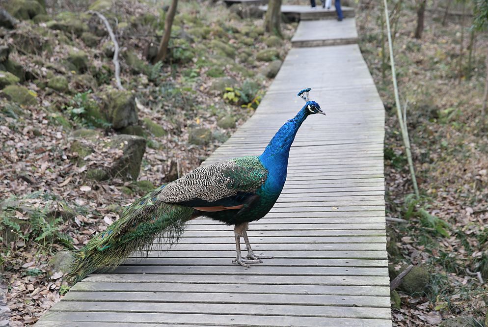 盱眙:你说你喜欢“森系”,而这里就是润肺度假胜地