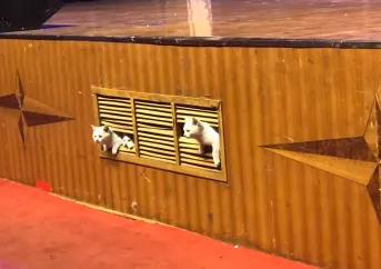 一到毕业季,我们大学的校猫就疯了哈哈哈