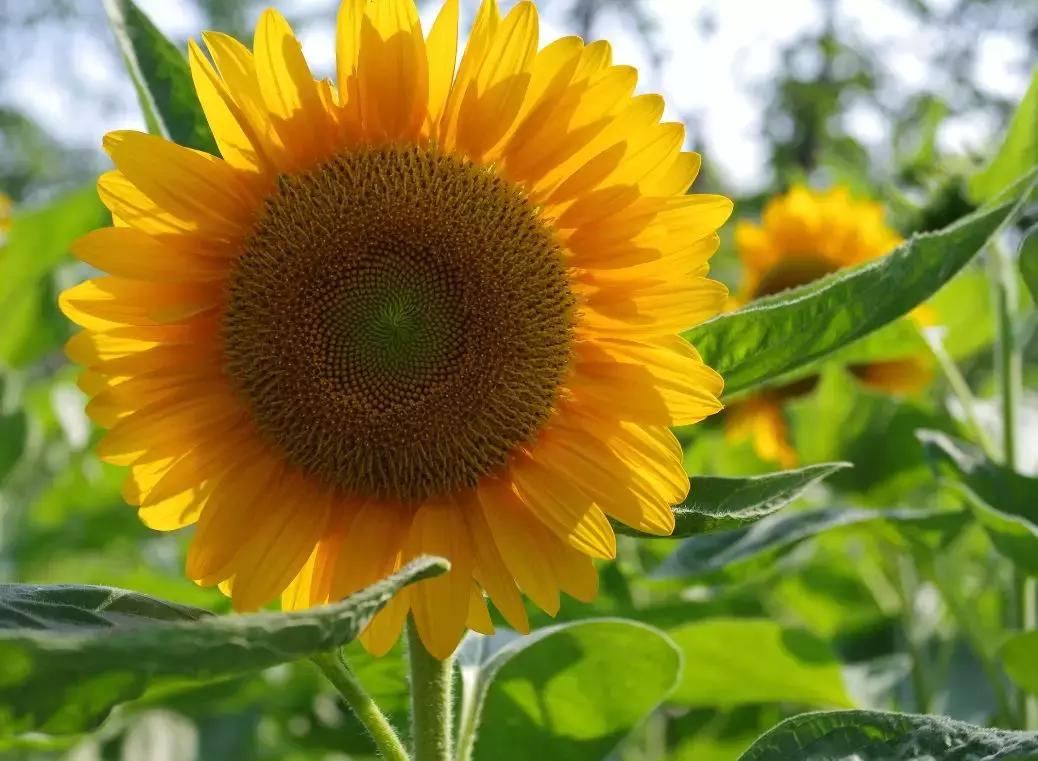 飞一般飞行感觉,飞一般的速度惊艳全场