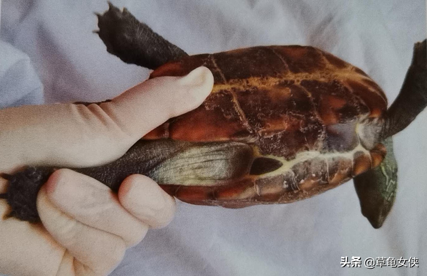 小乌龟得了肺炎嗷嗷直叫唤怎么办,乌龟得肺炎了用甲硝唑药片可以吗